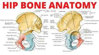 Hip Bone Anatomy [upl. by Teteak115]