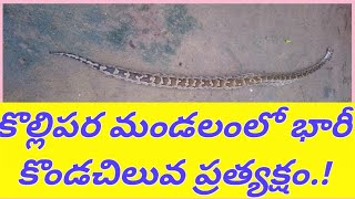 కొల్లిపరలో భారీ కొండచిలువ Big pythan in kollipara [upl. by Bennett622]