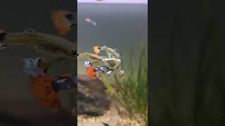 shorts aquarium fish food that stick to glass  BEST Algae Wafers for fish  Guppy setup [upl. by Bresee]