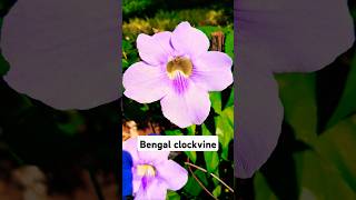 Thunbergia Grandiflora popularly known as the Bengal Clockvine [upl. by Lazar347]