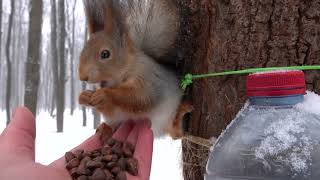 Две белки снег и собаки в конце  Two squirrels snow and dogs at the end [upl. by Pitzer]