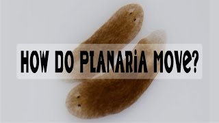 How Do Planaria Move [upl. by Emlen]