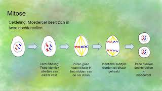 Mitose celdeling en Meiose reductiedeling  verschillen en overeenkomsten [upl. by Naesad]