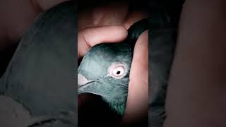 The shaking eyes tells the story pigeon of please 🥺 support pigeon girebaz trending kabootar [upl. by Oderfigis620]