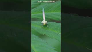 The ballet of the Leafhopper Nymph complete with iridescent tail feathers [upl. by Znieh]