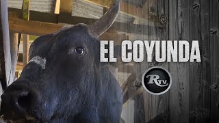 🐮🔥 El Coyunda LOS MEJORES TOROS DE MONTA 🐮😱  RysolTV [upl. by Sanderson]