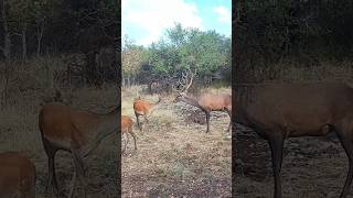 Jelen lesny deer nature wildlife slovakia animals [upl. by Eceirehs573]