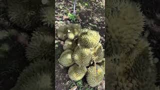 Durian  The Worlds Smelliest Fruit ทุเรียน food durian farming 榴莲 [upl. by Dnalsor]