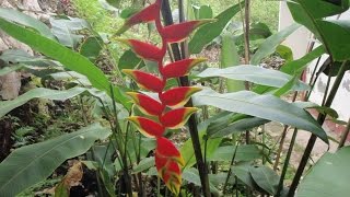 Growing the Hanging Lobster Claw Heliconia rostrata [upl. by Nbi]