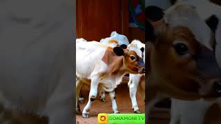 choti choti gaiya shorts gaiya gaiyawala gaiyamerigaiya cow videos cow videos cow cowvideos [upl. by Corny]