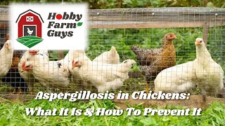 Aspergillosis What It Is amp How To Prevent It In Your Chickens [upl. by Lorelie443]