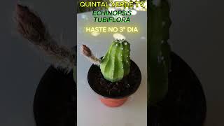 CACTO ECHINOPSIS TUBIFLORA Shorts 2153 plantas succulents cactus cactos plants suculentas [upl. by Dov]