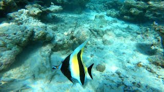 Maldives Embudu snorkeling 4K [upl. by Nodearb858]