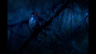 Owls Night Sounds For Sleep Relaxation No Crickets  Hooting Calling Owls [upl. by Donelu155]