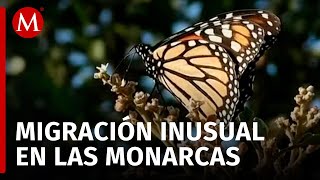 ¡ALERTA Migración de mariposas Monarca se retrasa por el Cambio Climático ¡POR PRIMERA VEZ [upl. by Sheena350]