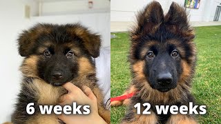 My German Shepherds Puppy 6 Weeks Transformation [upl. by Reivilo]