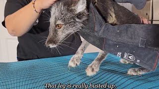 New rescue foxes get their first vet exam [upl. by Varipapa906]