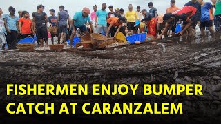 Bumper Catch at Caranzalem Beach Marks Start of Goa’s Fishing Season  GOA365 TV [upl. by Otreblon538]