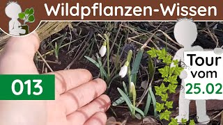 013  13 Erste Frühlingsboten  Wildpflanzen amp BaumWissen BotanikDoku  Februar [upl. by Selmner]