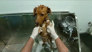 Relaxing Dog Grooming ASMR  Calming Bath amp Fur Care POV  PETHUB pets grooming dog asmr love [upl. by Dickman825]