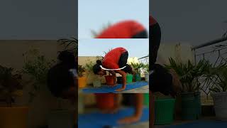 Bakasana yoga flow follow for more video yoga mindfulbreath asana yogapractice [upl. by Heloise461]