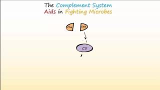 Complement System Part 1  Overview and Actions to Fight Infections [upl. by Andie]