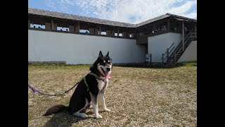 Keltenfest auf der Heuneburg 🕈 mit Husky 💙  🐺 Husky Goraidh 🐾 [upl. by Joannes]