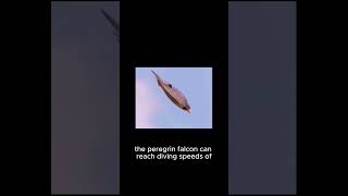 Peregrine Falcons Incredible HighSpeed Hunt [upl. by Hodess]