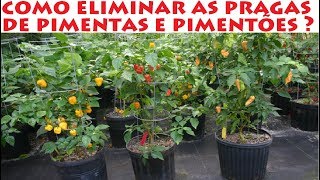 Como eliminar as pragas das Pimentas e Pimentões  ácaros [upl. by Japheth799]