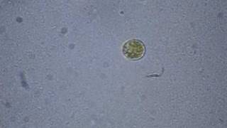 Dinoflagellate Swims the Salt Pond [upl. by Clint]