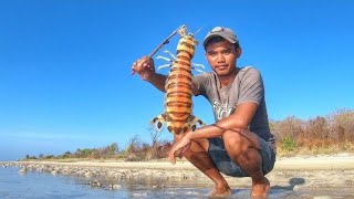 Gigantic Mantis Shrimp of madura Remote Island Catch Them With Simple bamboo trap [upl. by Wight]