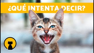 7 TIPOS de MAULLIDOS de los GATOS y su SIGNIFICADO 🐱💬 [upl. by Canter]