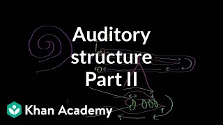 Auditory structure  part 2  Processing the Environment  MCAT  Khan Academy [upl. by Renell]