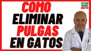 🟢 Cómo Acabar con las PULGAS de mi Gato 🟢 5 Remedios Caseros Contra las Pulgas en gatos Bebés [upl. by Lil]