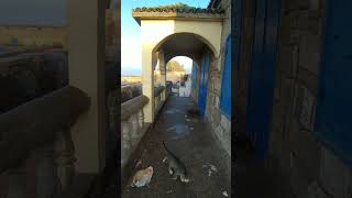 essaouira relles travel beach trip explore youtubeshorts [upl. by Tillfourd66]