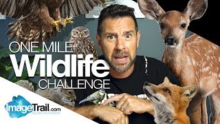 One Mile Wildlife Challenge in Coggeshall Essex [upl. by Rudolf]