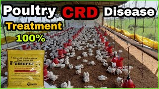 मुर्गियों में CRD का रामबाड़ इलाज  Poultry CRD disease Treatment  Day 24 [upl. by Ginsberg919]