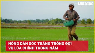 Nông dân Sóc Trăng trông đợi vụ lúa chính trong năm  Báo Lao Động [upl. by Meakem984]