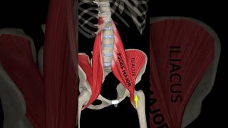 Dive into the Fascinating World of the Iliopsoas Iliopsoas MuscleandMotion [upl. by Meehyr]