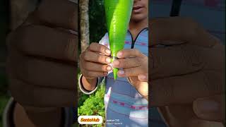 Banana leaf rocket ✈️  outdoors skills rocket sentohub camping [upl. by Drarehs]