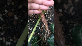 This Anthurium Magnificum grows two new leaves at once aroid anthurium [upl. by Patton573]