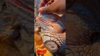 Extremely satisfying Nostrilspikeand face shedding foryou asmr satisfying pet animals [upl. by Hasheem]