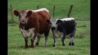 Riggit Galloway Cattle  Interesting Facts [upl. by Niwrek]