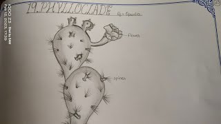 Drawing PHYLLOCLADEOPUNTIA in easy steps TheLefthandedArtist phylloclade opuntia inter [upl. by Oicirbaf]