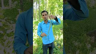 Ornate flying snake rescue in Nepalviralvideo viralshort youtubeshorts [upl. by Albric532]