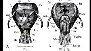 Mouth parts of Honeybee [upl. by Eilagam116]