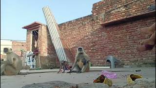 Bandar mama pahan pajama dawat khane aaye 🐒🥰mkvlog monkeyvedeo langoor [upl. by Hadwyn445]