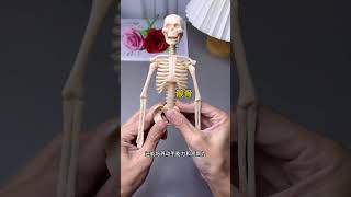 The human body model structure satisfies childrens curiosity It allows children to understand [upl. by Magas]