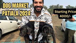 Puppy market in India at cheapest rates Wholesale Dog market outside Patiala Dog show 2024 [upl. by Oht768]