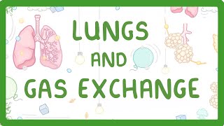 GCSE Biology  Gas Exchange and Lungs 26 [upl. by Mariellen]